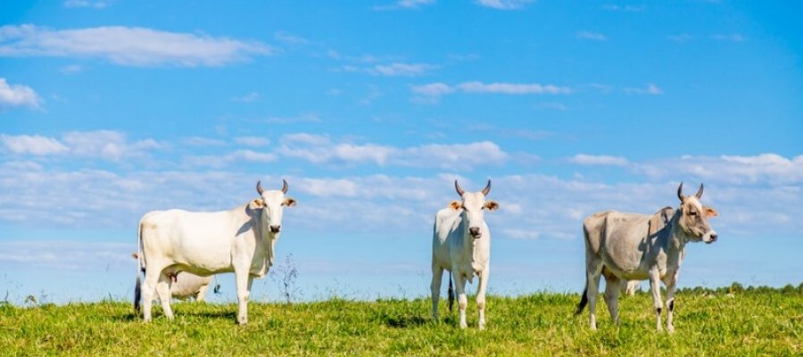 Forrageiras para pasto: importância no sistema de produção