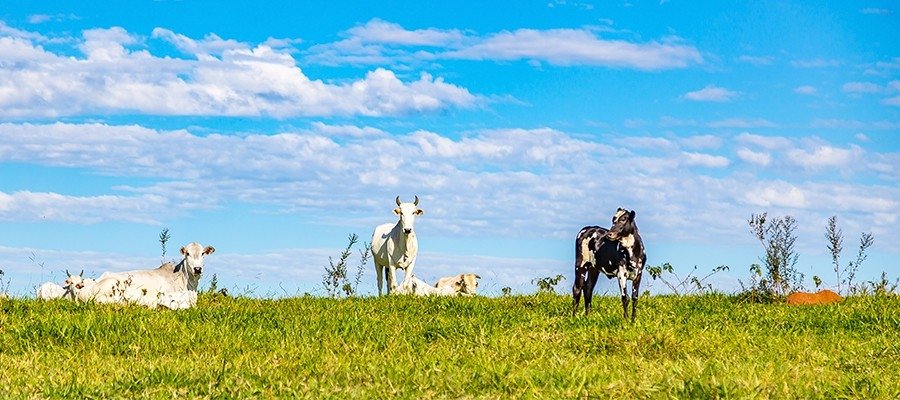 Conheça as características das espécies de capim brachiaria