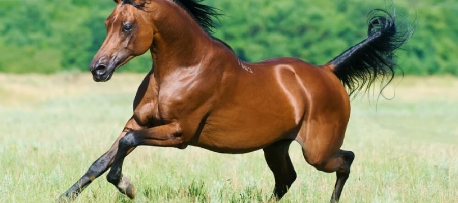 Saiba mais sobre o capim para cavalos