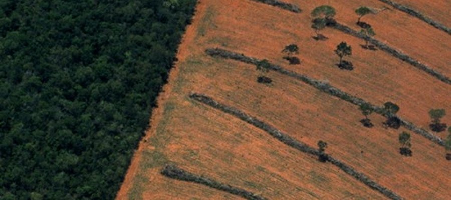 O que são e para que servem as Cotas de Reserva Ambiental?