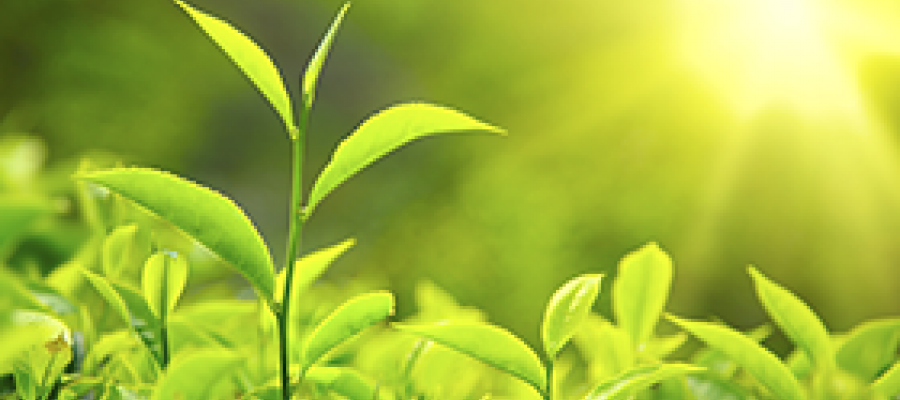 Saiba mais sobre o Cadastro Ambiental Rural