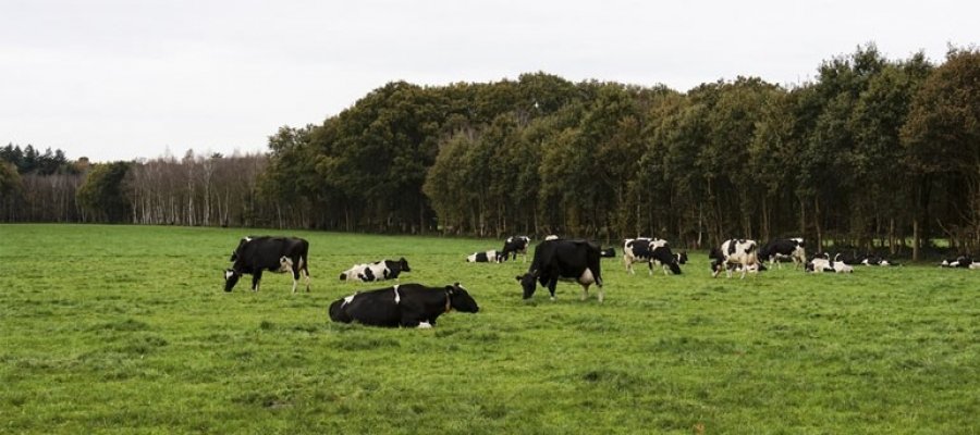 Integração lavoura-pecuária-floresta para propriedades pequenas, médias e grandes