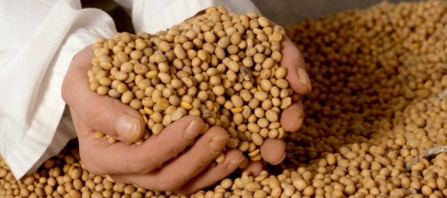 Etapas da germinação de sementes