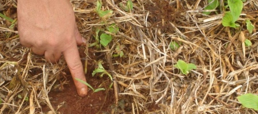 Monocultivo e associação de culturas