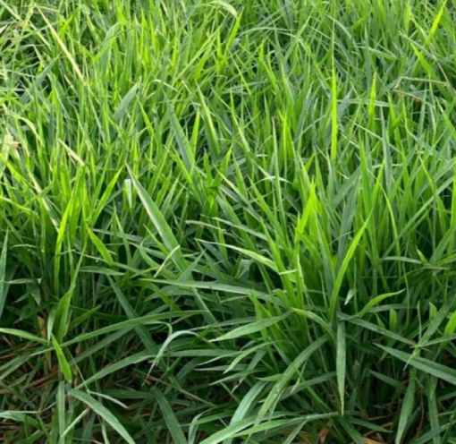 Decumbens