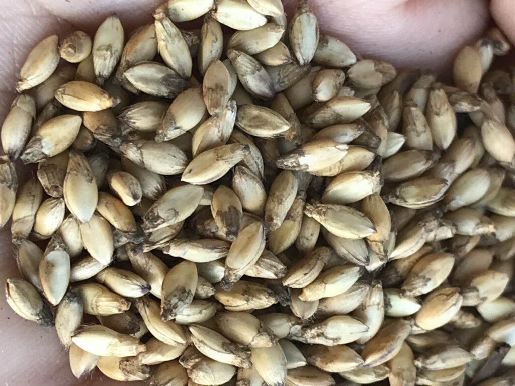 Sementes Para Pastagem Em Goiânia
