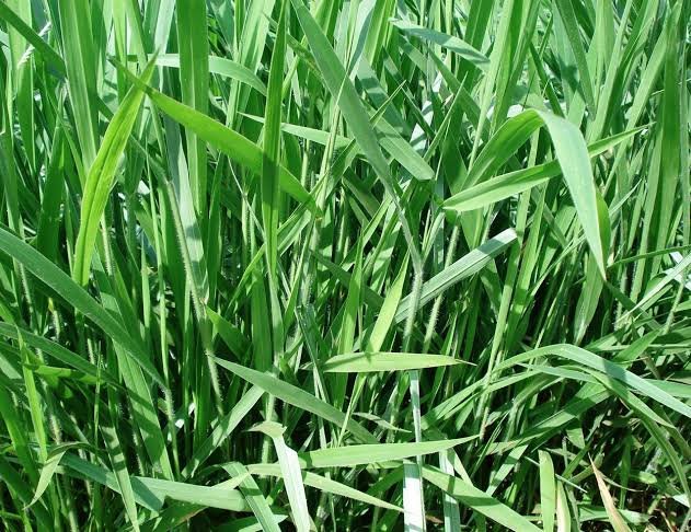 Entenda sobre Brachiaria decumbens