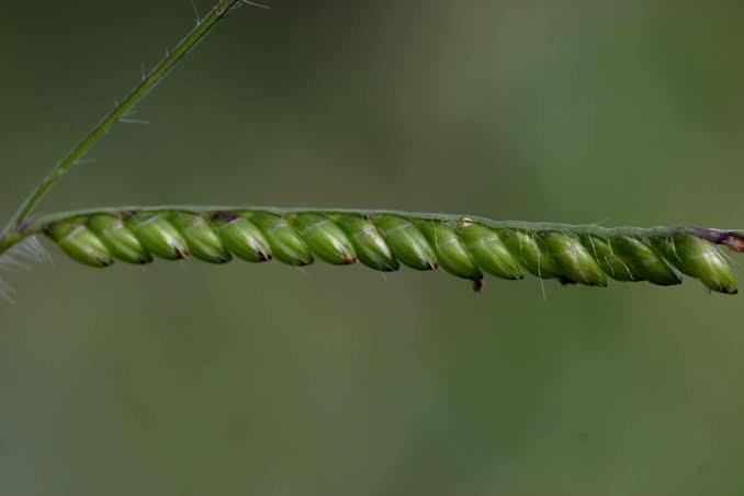 Sementes Brizantha