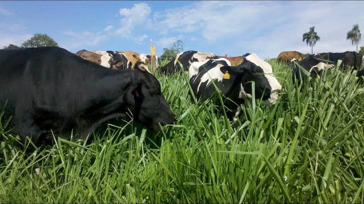 Capim para vacas em Goiânia