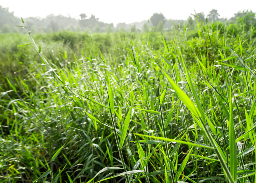 Conheça as principais características da Brachiaria Decumbens