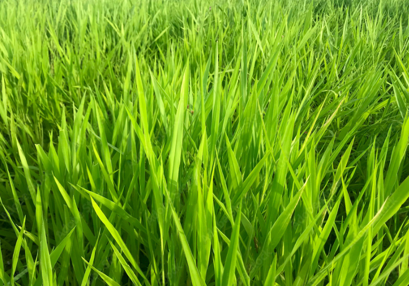 Brachiaria ruziziensis: qual a importância dessa espécie?