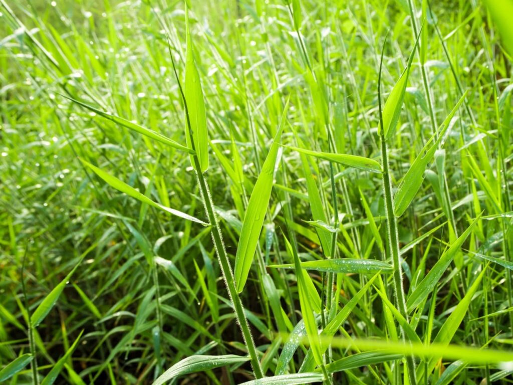 Conheça quais são os tipos de brachiaria e como fazer seu manejo