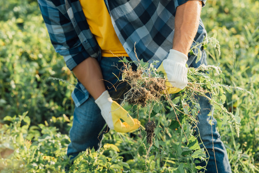 Como fazer o controle de plantas daninhas?