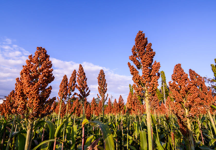 Plantação em consórcio: Sorgo e Brachiaria conheça seus benefícios